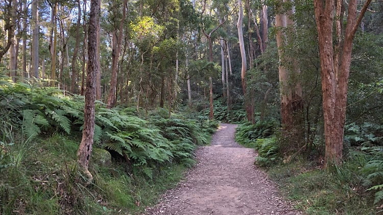 Blue Gum Walk in Hornsby