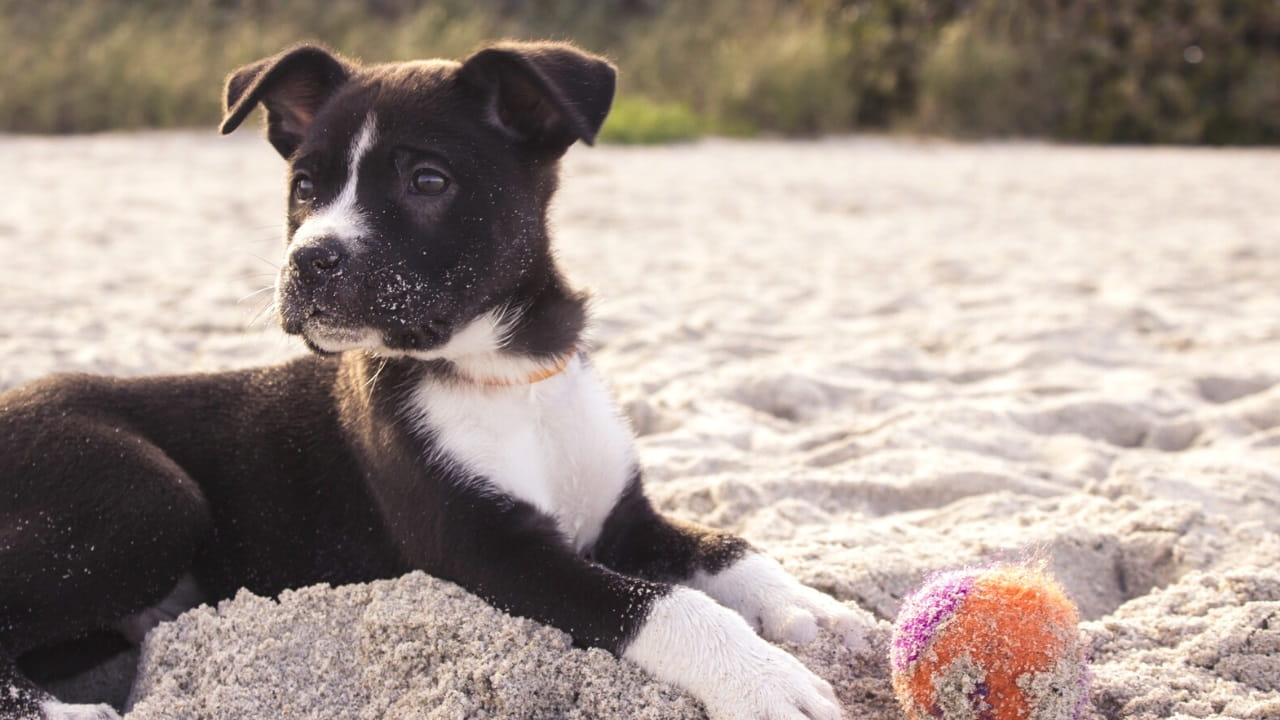 Dog friendly beaches in Sydney