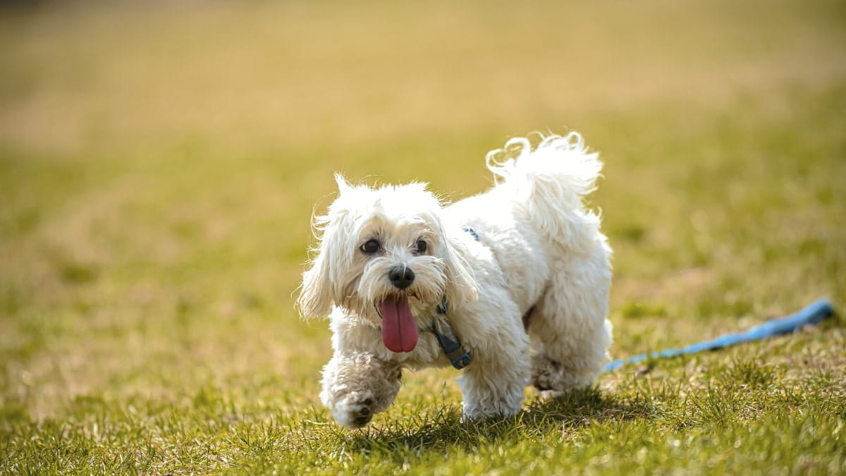 Dog-friendly walks in Sydney