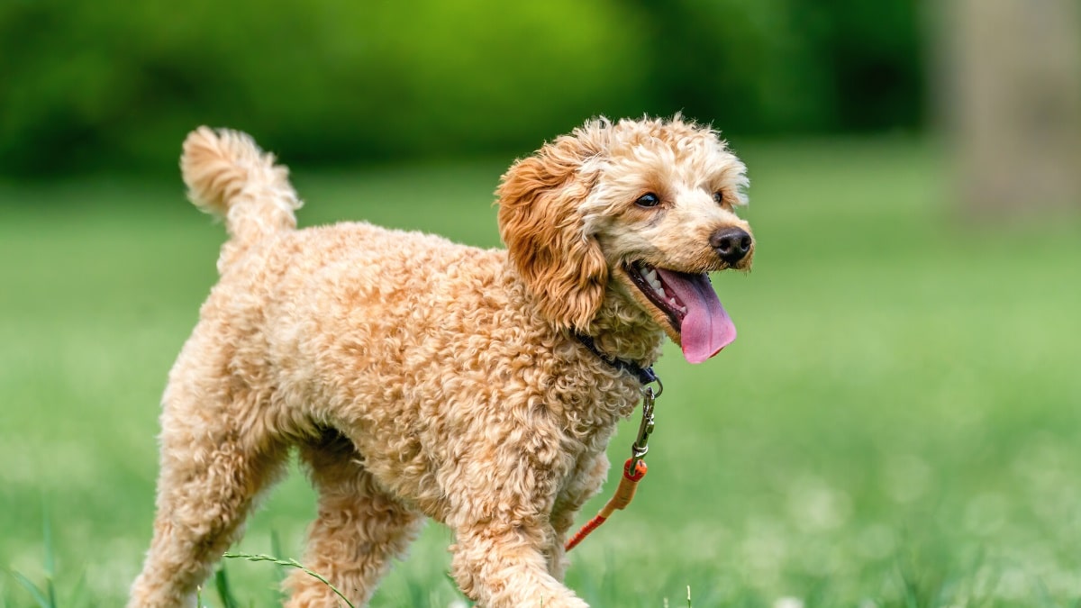 Off leash dog parks in Sydney
