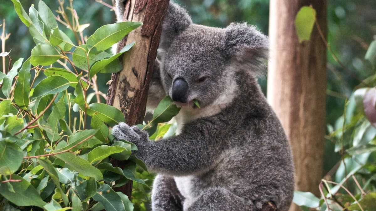 Zoos and Wildlife Parks in Sydney